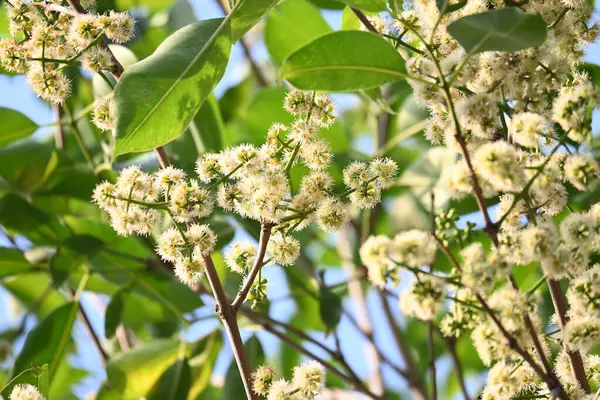 Ağaçta Syzygium cumini çiçekleri var. Genel adı Malabar eriği, Java eriği, siyah erik, jamun, jamun, jamun ve jambolan 'dır. Çiçek açan Myrtaceae bitkisindeki her zaman yeşil bir tropikal ağaçtır..