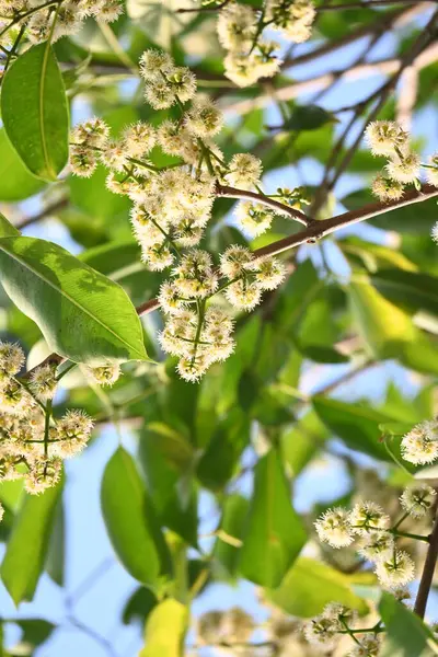 Ağaçta Syzygium cumini çiçekleri var. Genel adı Malabar eriği, Java eriği, siyah erik, jamun, jamun, jamun ve jambolan 'dır. Çiçek açan Myrtaceae bitkisindeki her zaman yeşil bir tropikal ağaçtır..