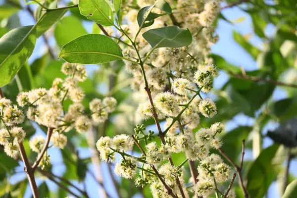 Ağaçta Syzygium cumini çiçekleri var. Genel adı Malabar eriği, Java eriği, siyah erik, jamun, jamun, jamun ve jambolan 'dır. Çiçek açan Myrtaceae bitkisindeki her zaman yeşil bir tropikal ağaçtır..