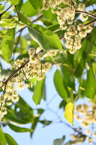 Ağaçta Syzygium cumini çiçekleri var. Genel adı Malabar eriği, Java eriği, siyah erik, jamun, jamun, jamun ve jambolan 'dır. Çiçek açan Myrtaceae bitkisindeki her zaman yeşil bir tropikal ağaçtır..
