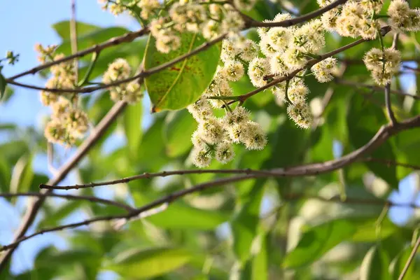 Ağaçta Syzygium cumini çiçekleri var. Genel adı Malabar eriği, Java eriği, siyah erik, jamun, jamun, jamun ve jambolan 'dır. Çiçek açan Myrtaceae bitkisindeki her zaman yeşil bir tropikal ağaçtır..