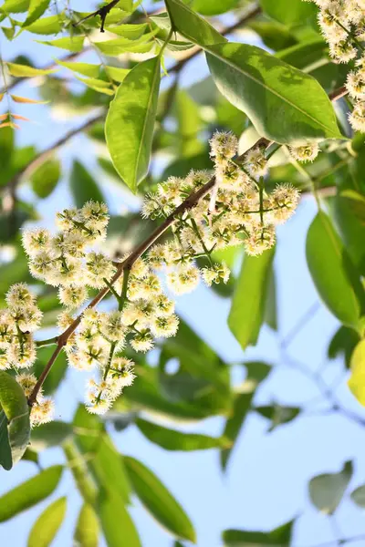 Ağaçta Syzygium cumini çiçekleri var. Genel adı Malabar eriği, Java eriği, siyah erik, jamun, jamun, jamun ve jambolan 'dır. Çiçek açan Myrtaceae bitkisindeki her zaman yeşil bir tropikal ağaçtır..