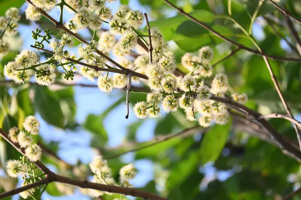 Ağaçta Syzygium cumini çiçekleri var. Genel adı Malabar eriği, Java eriği, siyah erik, jamun, jamun, jamun ve jambolan 'dır. Çiçek açan Myrtaceae bitkisindeki her zaman yeşil bir tropikal ağaçtır..