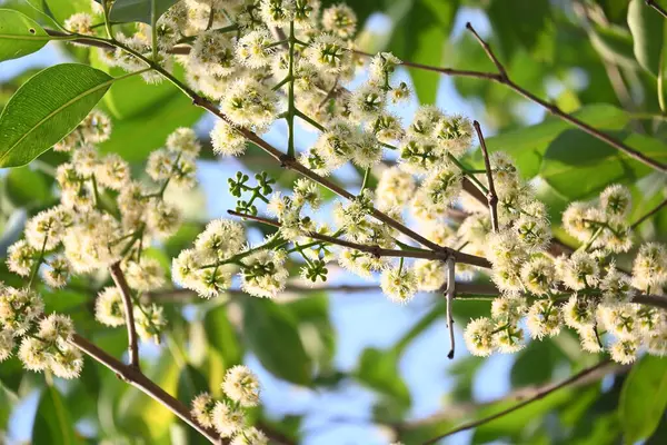 Ağaçta Syzygium cumini çiçekleri var. Genel adı Malabar eriği, Java eriği, siyah erik, jamun, jamun, jamun ve jambolan 'dır. Çiçek açan Myrtaceae bitkisindeki her zaman yeşil bir tropikal ağaçtır..