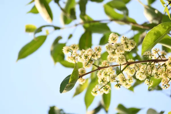 Ağaçta Syzygium cumini çiçekleri var. Genel adı Malabar eriği, Java eriği, siyah erik, jamun, jamun, jamun ve jambolan 'dır. Çiçek açan Myrtaceae bitkisindeki her zaman yeşil bir tropikal ağaçtır..