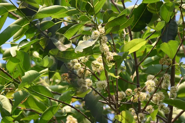 Ağaçta Syzygium cumini çiçekleri var. Genel adı Malabar eriği, Java eriği, siyah erik, jamun, jamun, jamun ve jambolan 'dır. Çiçek açan Myrtaceae bitkisindeki her zaman yeşil bir tropikal ağaçtır..