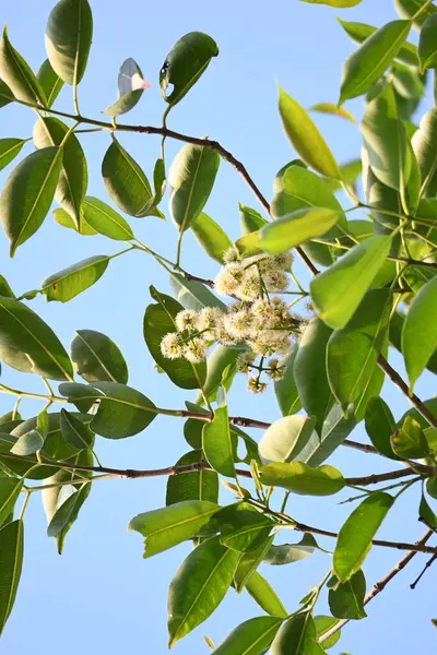 Ağaçta Syzygium cumini çiçekleri var. Genel adı Malabar eriği, Java eriği, siyah erik, jamun, jamun, jamun ve jambolan 'dır. Çiçek açan Myrtaceae bitkisindeki her zaman yeşil bir tropikal ağaçtır..