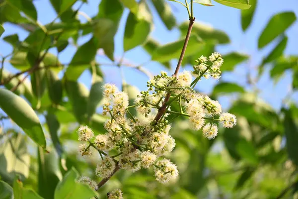 Ağaçta Syzygium cumini çiçekleri var. Genel adı Malabar eriği, Java eriği, siyah erik, jamun, jamun, jamun ve jambolan 'dır. Çiçek açan Myrtaceae bitkisindeki her zaman yeşil bir tropikal ağaçtır..