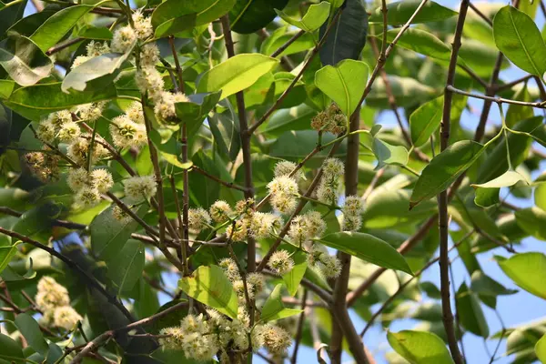 Ağaçta Syzygium cumini çiçekleri var. Genel adı Malabar eriği, Java eriği, siyah erik, jamun, jamun, jamun ve jambolan 'dır. Çiçek açan Myrtaceae bitkisindeki her zaman yeşil bir tropikal ağaçtır..