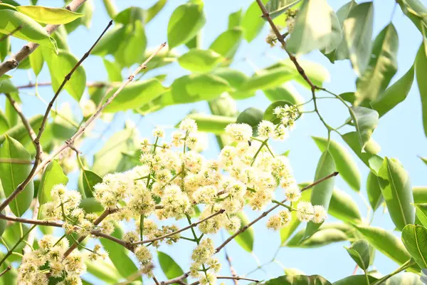 Ağaçta Syzygium cumini çiçekleri var. Genel adı Malabar eriği, Java eriği, siyah erik, jamun, jamun, jamun ve jambolan 'dır. Çiçek açan Myrtaceae bitkisindeki her zaman yeşil bir tropikal ağaçtır..