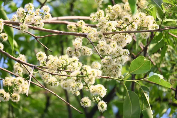 Ağaçta Syzygium cumini çiçekleri var. Genel adı Malabar eriği, Java eriği, siyah erik, jamun, jamun, jamun ve jambolan 'dır. Çiçek açan Myrtaceae bitkisindeki her zaman yeşil bir tropikal ağaçtır..