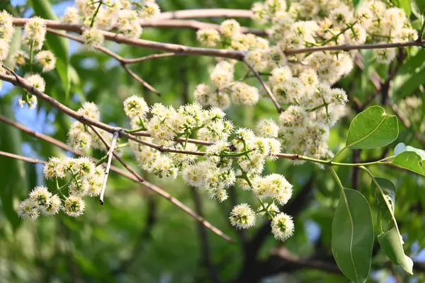 Ağaçta Syzygium cumini çiçekleri var. Genel adı Malabar eriği, Java eriği, siyah erik, jamun, jamun, jamun ve jambolan 'dır. Çiçek açan Myrtaceae bitkisindeki her zaman yeşil bir tropikal ağaçtır..