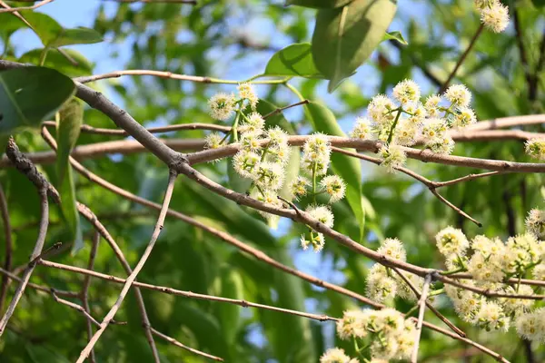 Ağaçta Syzygium cumini çiçekleri var. Genel adı Malabar eriği, Java eriği, siyah erik, jamun, jamun, jamun ve jambolan 'dır. Çiçek açan Myrtaceae bitkisindeki her zaman yeşil bir tropikal ağaçtır..