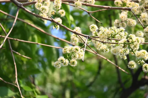 Ağaçta Syzygium cumini çiçekleri var. Genel adı Malabar eriği, Java eriği, siyah erik, jamun, jamun, jamun ve jambolan 'dır. Çiçek açan Myrtaceae bitkisindeki her zaman yeşil bir tropikal ağaçtır..