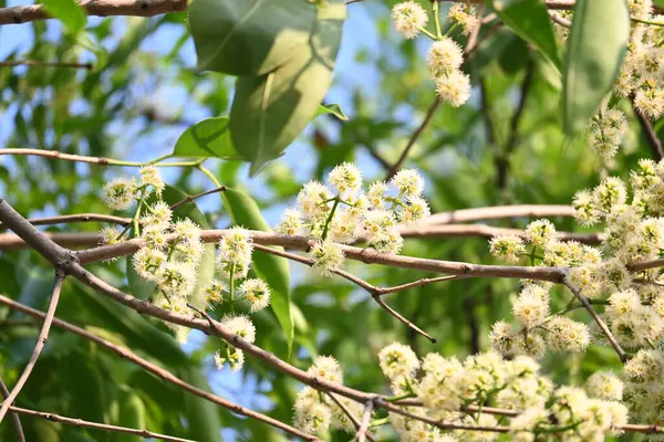 Ağaçta Syzygium cumini çiçekleri var. Genel adı Malabar eriği, Java eriği, siyah erik, jamun, jamun, jamun ve jambolan 'dır. Çiçek açan Myrtaceae bitkisindeki her zaman yeşil bir tropikal ağaçtır..