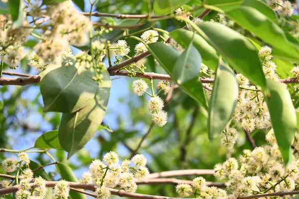 Ağaçta Syzygium cumini çiçekleri var. Genel adı Malabar eriği, Java eriği, siyah erik, jamun, jamun, jamun ve jambolan 'dır. Çiçek açan Myrtaceae bitkisindeki her zaman yeşil bir tropikal ağaçtır..
