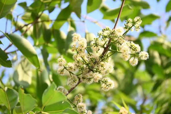 Ağaçta Syzygium cumini çiçekleri var. Genel adı Malabar eriği, Java eriği, siyah erik, jamun, jamun, jamun ve jambolan 'dır. Çiçek açan Myrtaceae bitkisindeki her zaman yeşil bir tropikal ağaçtır..