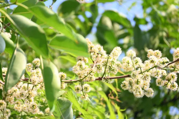 Ağaçta Syzygium cumini çiçekleri var. Genel adı Malabar eriği, Java eriği, siyah erik, jamun, jamun, jamun ve jambolan 'dır. Çiçek açan Myrtaceae bitkisindeki her zaman yeşil bir tropikal ağaçtır..