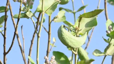 Kalotropis dev çay meyveleri. Yaygın adı Crown Flower bitkisi, Dev Hint Süt Hayvanı ve Dev Kırlangıç Ağacı. Bu tropikal bir bitki. Lord Shiva bu bitkinin çiçeklerini çok sever..