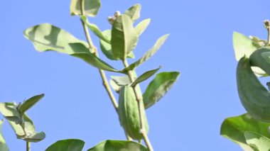Kalotropis dev çay meyveleri. Yaygın adı Crown Flower bitkisi, Dev Hint Süt Hayvanı ve Dev Kırlangıç Ağacı. Bu tropikal bir bitki. Lord Shiva bu bitkinin çiçeklerini çok sever..