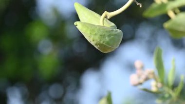 Kalotropis dev çay meyveleri. Yaygın adı Crown Flower bitkisi, Dev Hint Süt Hayvanı ve Dev Kırlangıç Ağacı. Bu tropikal bir bitki. Lord Shiva bu bitkinin çiçeklerini çok sever..