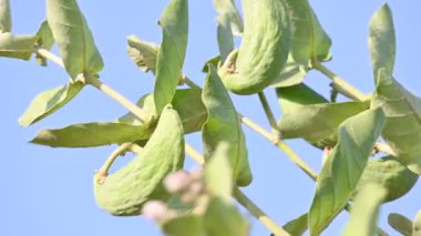 Kalotropis dev çay meyveleri. Yaygın adı Crown Flower bitkisi, Dev Hint Süt Hayvanı ve Dev Kırlangıç Ağacı. Bu tropikal bir bitki. Lord Shiva bu bitkinin çiçeklerini çok sever..
