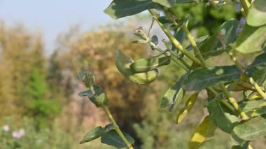 Kalotropis dev çay meyveleri. Yaygın adı Crown Flower bitkisi, Dev Hint Süt Hayvanı ve Dev Kırlangıç Ağacı. Bu tropikal bir bitki. Lord Shiva bu bitkinin çiçeklerini çok sever..