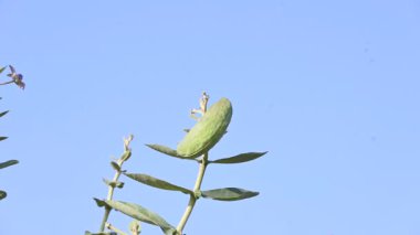 Kalotropis dev çay meyveleri. Yaygın adı Crown Flower bitkisi, Dev Hint Süt Hayvanı ve Dev Kırlangıç Ağacı. Bu tropikal bir bitki. Lord Shiva bu bitkinin çiçeklerini çok sever..