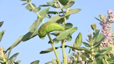 Kalotropis dev çay meyveleri. Yaygın adı Crown Flower bitkisi, Dev Hint Süt Hayvanı ve Dev Kırlangıç Ağacı. Bu tropikal bir bitki. Lord Shiva bu bitkinin çiçeklerini çok sever..