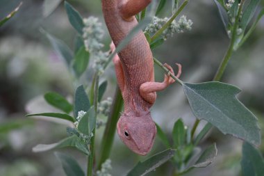 Yeşil bitkide bukalemunlar. Sürüngen bir hayvan. Chamaeleonidae familyasından bir hayvandır. Diğer adı Chamaeleons. Bu hayvan renk değiştirmede ustadır..