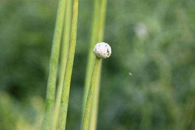 Bulanık arkaplanda soğan çiçeği. Bilindik soğan soğanı ve soğanı. Bu bitki cinsi Allium cinsinin en yaygın olarak yetiştirilen türüdür..