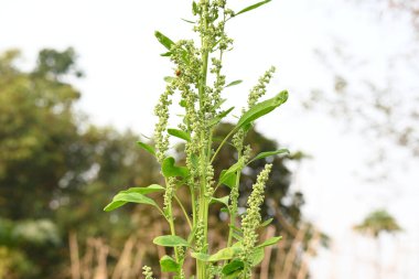 Chenopodium albüm bitkileri. Chenopodium cinsi içinde hızla büyüyen bir ottur. Kuzu konutları, eritme, kaz ayağı, yabani spinachand-hen. Çok popüler bir sebzedir..
