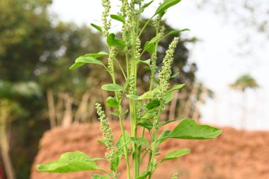 Chenopodium albüm bitkileri. Chenopodium cinsi içinde hızla büyüyen bir ottur. Kuzu konutları, eritme, kaz ayağı, yabani spinachand-hen. Çok popüler bir sebzedir..