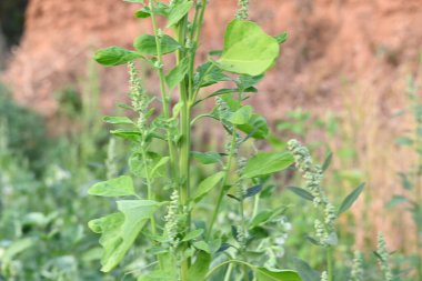 Chenopodium albüm bitkileri. Chenopodium cinsi içinde hızla büyüyen bir ottur. Kuzu konutları, eritme, kaz ayağı, yabani spinachand-hen. Çok popüler bir sebzedir..