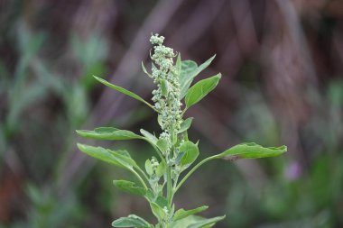 Chenopodium albüm bitkileri. Chenopodium cinsi içinde hızla büyüyen bir ottur. Kuzu konutları, eritme, kaz ayağı, yabani spinachand-hen. Çok popüler bir sebzedir..