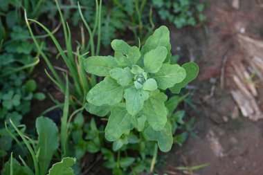 Chenopodium albüm bitkileri. Chenopodium cinsi içinde hızla büyüyen bir ottur. Kuzu konutları, eritme, kaz ayağı, yabani spinachand-hen. Çok popüler bir sebzedir..