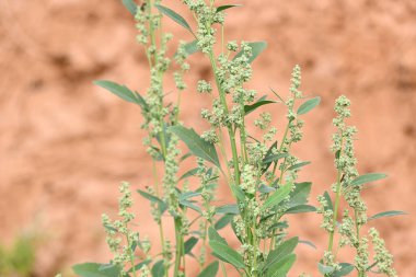 Chenopodium albüm bitkileri. Chenopodium cinsi içinde hızla büyüyen bir ottur. Kuzu konutları, eritme, kaz ayağı, yabani spinachand-hen. Çok popüler bir sebzedir..
