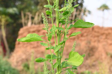 Chenopodium albüm bitkileri. Chenopodium cinsi içinde hızla büyüyen bir ottur. Kuzu konutları, eritme, kaz ayağı, yabani spinachand-hen. Çok popüler bir sebzedir..