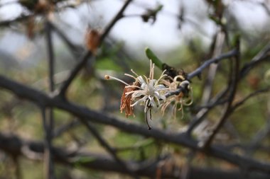 Alangium salvifolium ya da adaçayı, alangium ağacı çiçekleri bırakır. Cornaceaefamily 'de çiçek açan bir bitkidir. Vahşi beyaz çiçek arka planda.