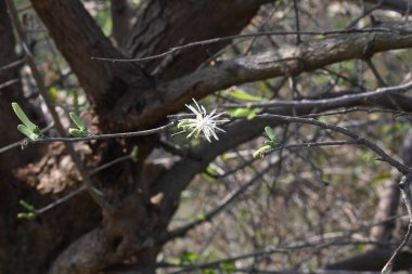 Alangium salvifolium ya da adaçayı, alangium ağacı çiçekleri bırakır. Cornaceaefamily 'de çiçek açan bir bitkidir. Vahşi beyaz çiçek arka planda.