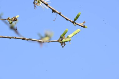 Alangium salvifolium ya da adaçayı, alangium ağacı çiçekleri bırakır. Cornaceaefamily 'de çiçek açan bir bitkidir. Vahşi beyaz çiçek arka planda.
