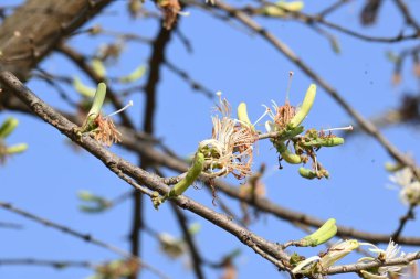 Alangium salvifolium ya da adaçayı, alangium ağacı çiçekleri bırakır. Cornaceaefamily 'de çiçek açan bir bitkidir. Vahşi beyaz çiçek arka planda.