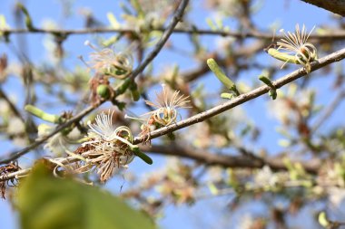 Alangium salvifolium ya da adaçayı, alangium ağacı çiçekleri bırakır. Cornaceaefamily 'de çiçek açan bir bitkidir. Vahşi beyaz çiçek arka planda.