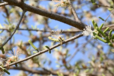 Alangium salvifolium ya da adaçayı, alangium ağacı çiçekleri bırakır. Cornaceaefamily 'de çiçek açan bir bitkidir. Vahşi beyaz çiçek arka planda.