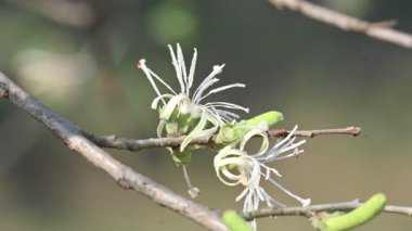 Alangium salvifolium ya da adaçayı, alangium ağacı çiçekleri bırakır. Cornaceaefamily 'de çiçek açan bir bitkidir. Vahşi beyaz çiçek arka planda.