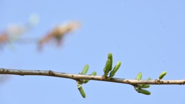 Alangium salvifolium ya da adaçayı, alangium ağacı çiçekleri bırakır. Cornaceaefamily 'de çiçek açan bir bitkidir. Vahşi beyaz çiçek arka planda.