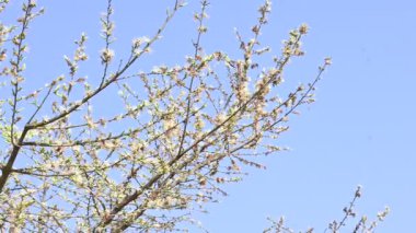 Alangium salvifolium ya da adaçayı, alangium ağacı çiçekleri bırakır. Cornaceaefamily 'de çiçek açan bir bitkidir. Vahşi beyaz çiçek arka planda.