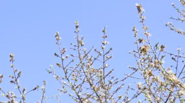 Alangium salvifolium ya da adaçayı, alangium ağacı çiçekleri bırakır. Cornaceaefamily 'de çiçek açan bir bitkidir. Vahşi beyaz çiçek arka planda.