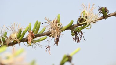 Alangium salvifolium ya da adaçayı, alangium ağacı çiçekleri bırakır. Cornaceaefamily 'de çiçek açan bir bitkidir. Vahşi beyaz çiçek arka planda.