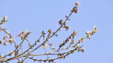 Alangium salvifolium ya da adaçayı, alangium ağacı çiçekleri bırakır. Cornaceaefamily 'de çiçek açan bir bitkidir. Vahşi beyaz çiçek arka planda.